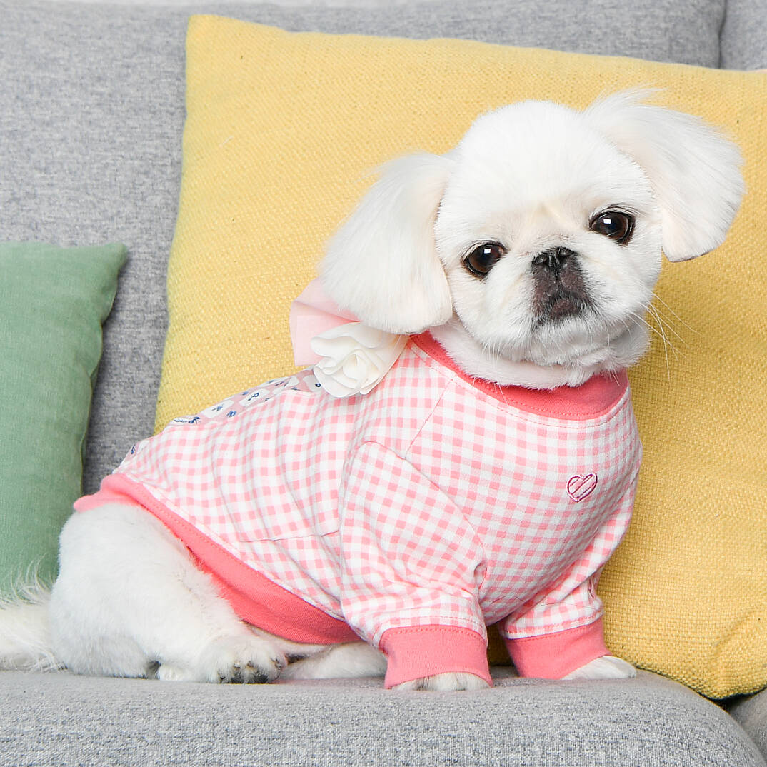 Alaia Köpek Kıyafeti - 7