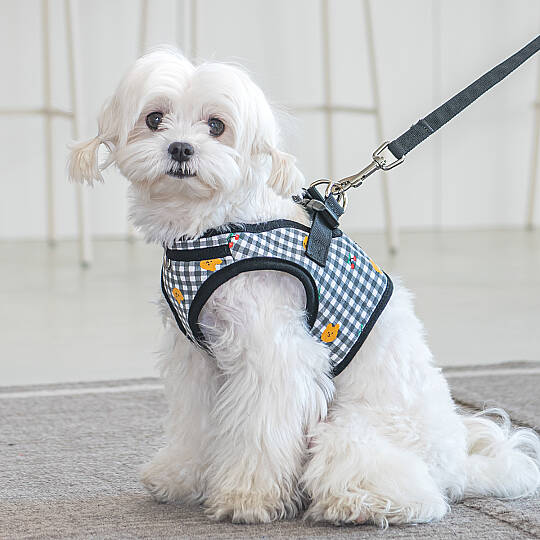 BABA HARNESS B / BLACK - 7