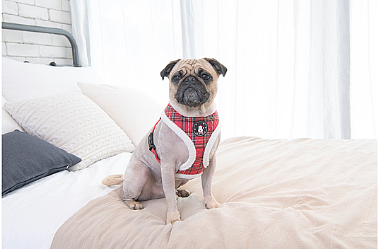 BLITZEN HARNESS A PAQD-AC1470-CR - 4