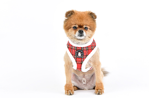 BLITZEN HARNESS A PAQD-AC1470-CR - 6