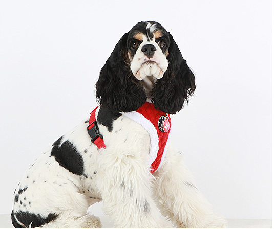 BLITZEN HARNESS A PAQD-AC1470-RD - 5