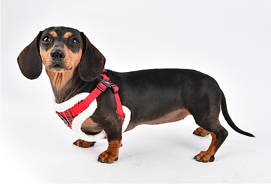 BLITZEN HARNESS C PAQD-AC1471-CR - 4