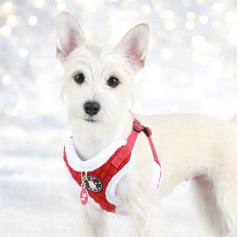 BLITZEN HARNESS C PAQD-AC1471-RD - 4