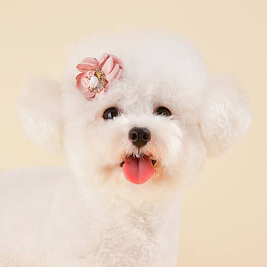 Blossom/PINK - 2