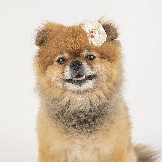 Blossom/WHITE - 2