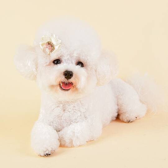 Blossom/WHITE - 3