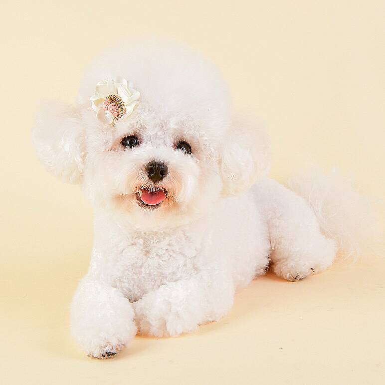 Blossom/WHITE - 3