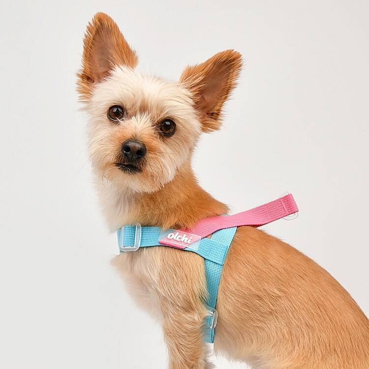 BONGBONG V HARNESS / SKY BLUE - 6