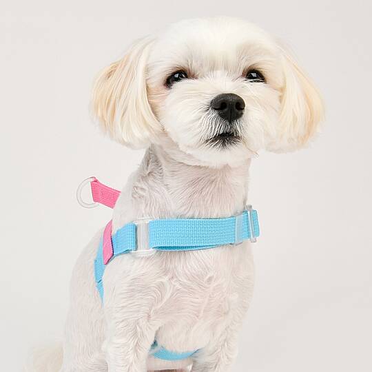 BONGBONG V HARNESS / SKY BLUE - 7