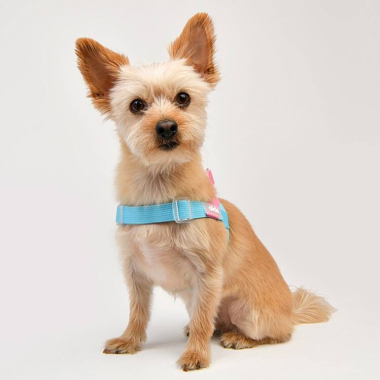 BONGBONG V HARNESS / SKY BLUE - 8