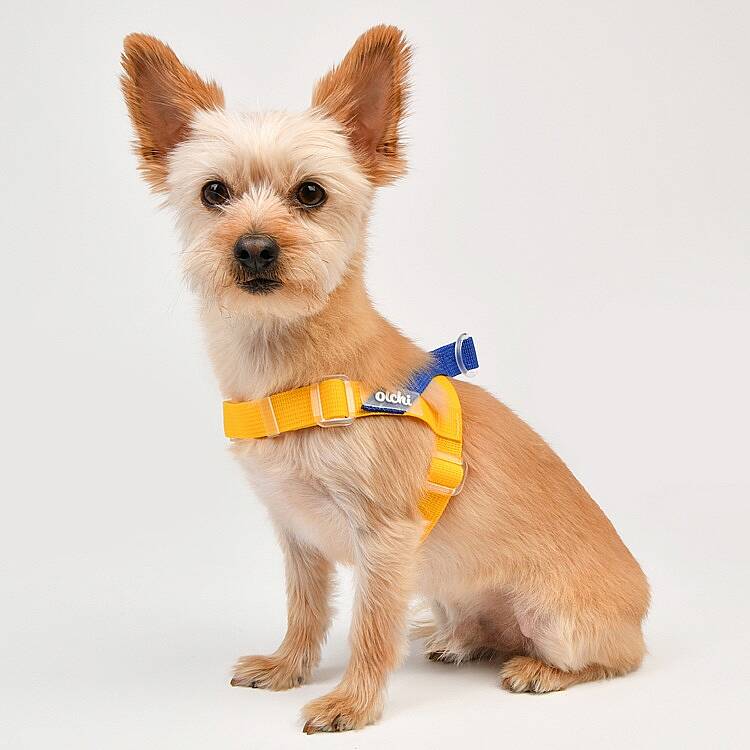 BONGBONG V HARNESS / YELLOW - 7