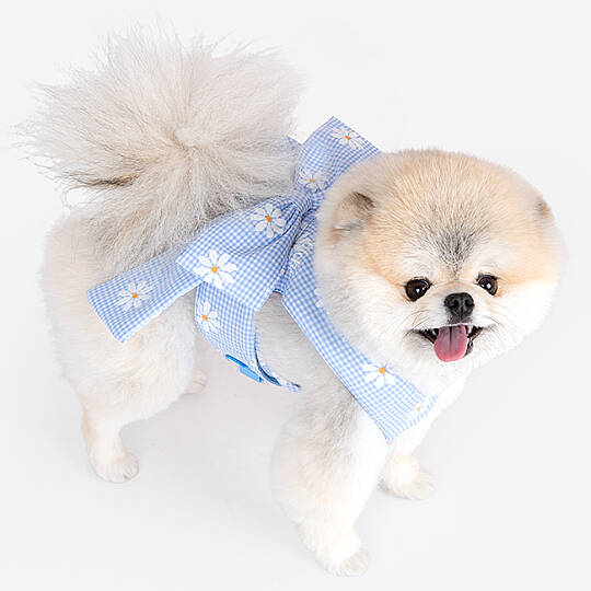 CANDY RIBON / SKY BLUE - 5