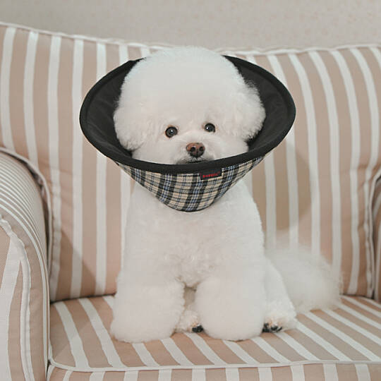 CHARLIE CHECKERED E-COLLAR/BEIGE - 4