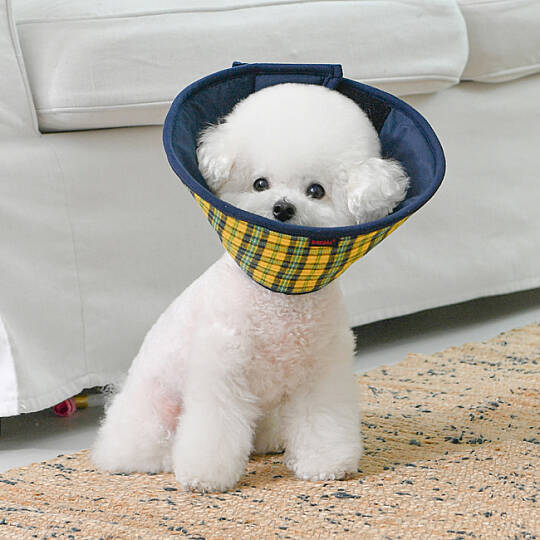 CHARLIE CHECKERED E-COLLAR/YELLOW - 5