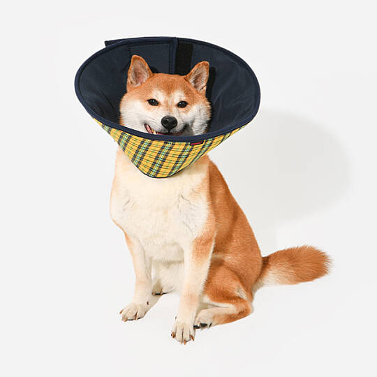 CHARLIE CHECKERED E-COLLAR/YELLOW - 6
