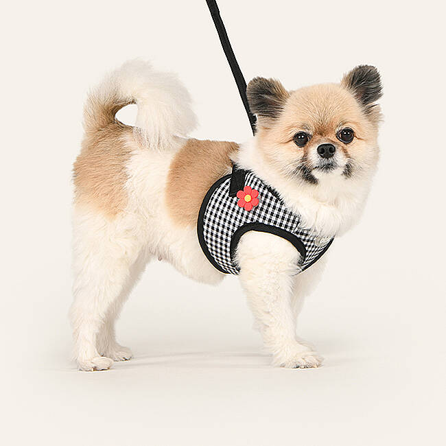 CLİCK & CLİP CHARM HARNESS/BLACK - 5