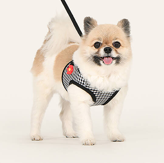CLİCK & CLİP CHARM HARNESS/BLACK - 6