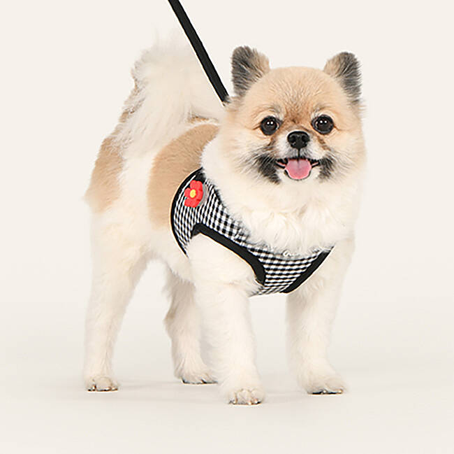 CLİCK & CLİP CHARM HARNESS/BLACK - 6