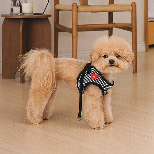 CLİCK & CLİP CHARM HARNESS/BLACK - 7