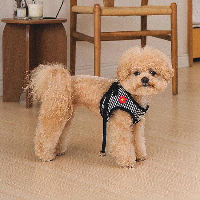 CLİCK & CLİP CHARM HARNESS/BLACK - 7