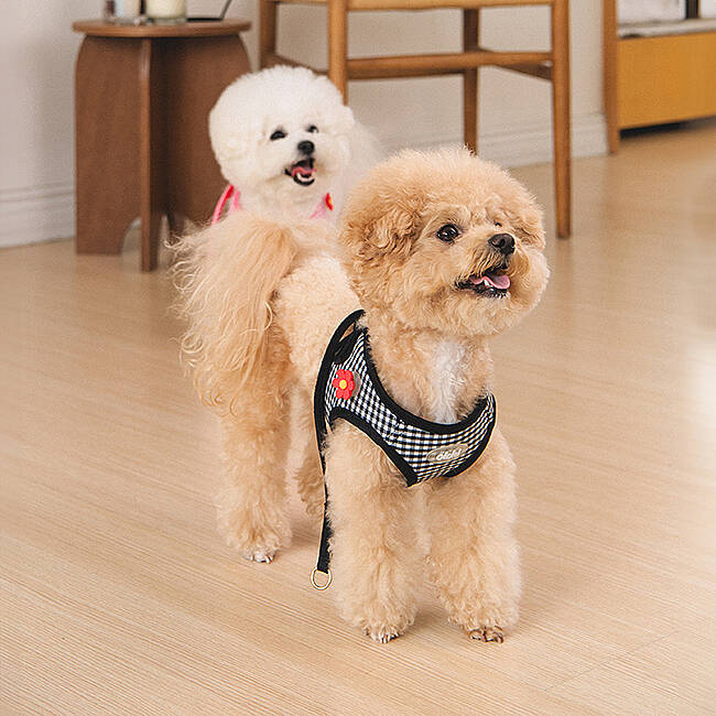 CLİCK & CLİP CHARM HARNESS/BLACK - 9