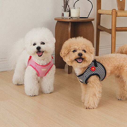CLİCK & CLİP CHARM HARNESS/BLACK - 10