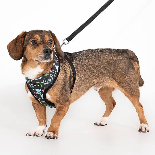 CONNOR HARNESS A / BLACK - 4