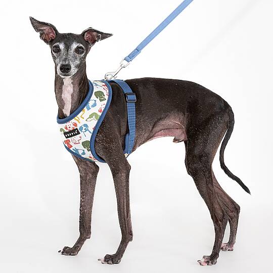 CONNOR HARNESS A / BLUE - 4