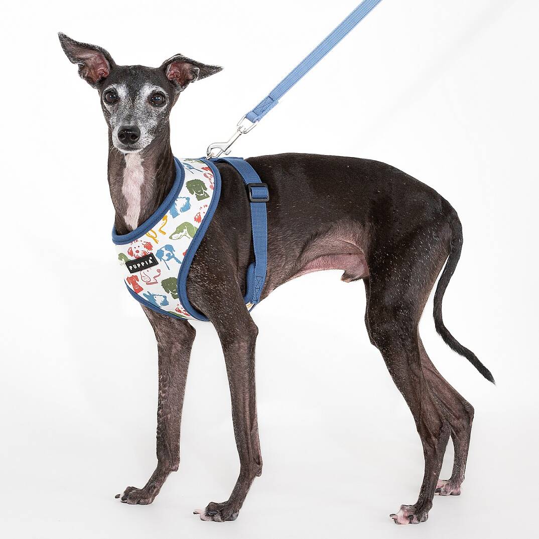 CONNOR HARNESS A / BLUE - 4
