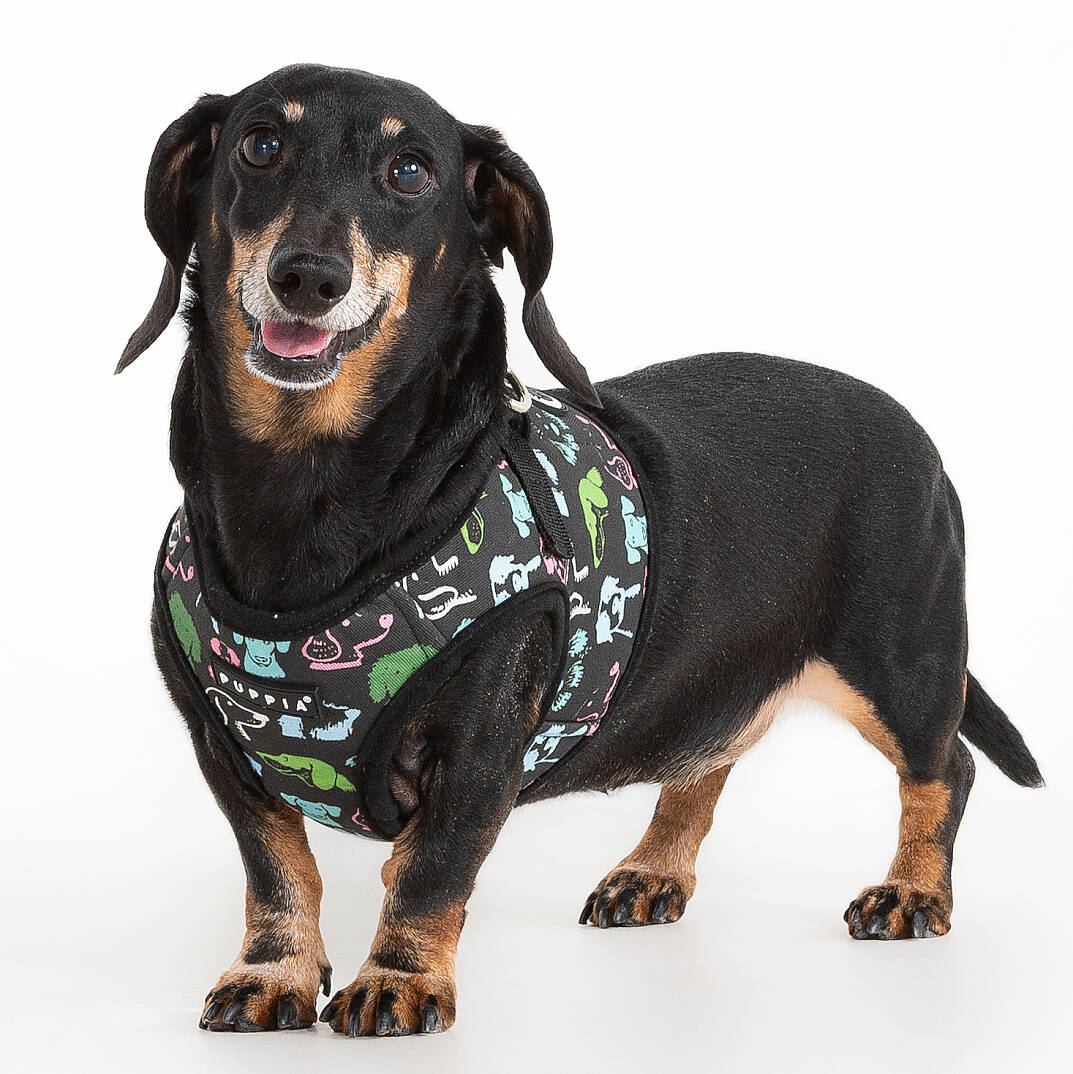 CONNOR HARNESS B / BLACK - 4