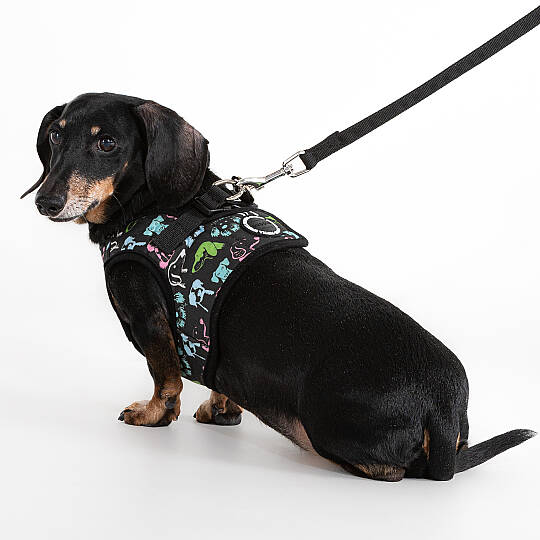 CONNOR HARNESS B / BLACK - 5