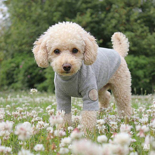 COZY / GREY - 4