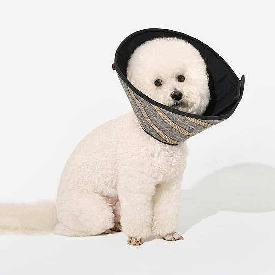 DANDY CHECKERED E-COLLAR/BLACK - 6