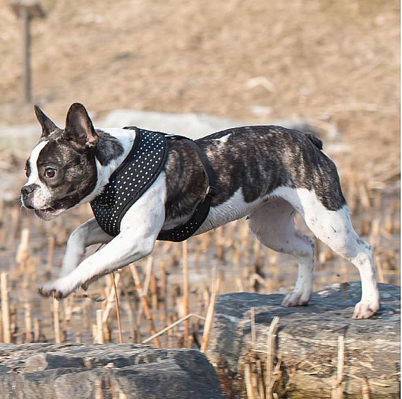DOTTY HARNESS A AHA-AC301-BK - 2