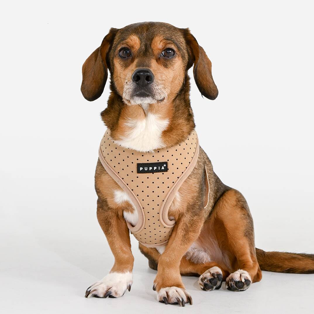 DOTTY HARNESS A / BEIGE - 3