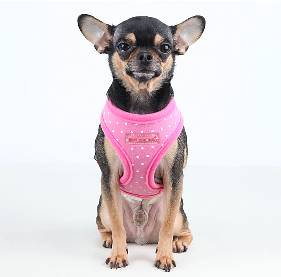 DOTTY HARNESS A PAHA-AC301-PK - 2