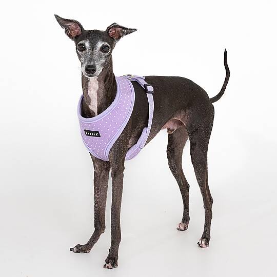 DOTTY HARNESS A / VIOLET - 4