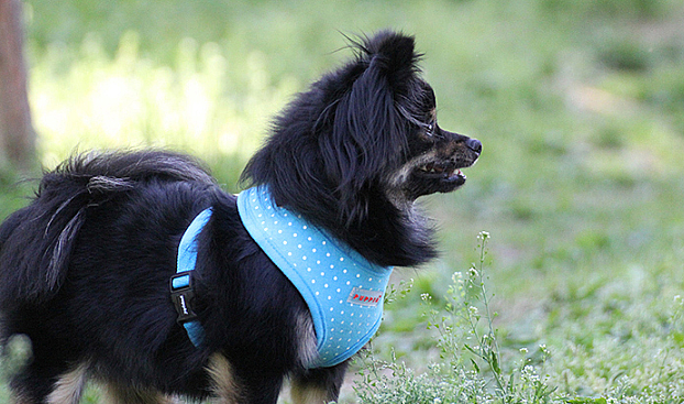 DOTTY HARNESS B PAHA-AC301-SB - 3