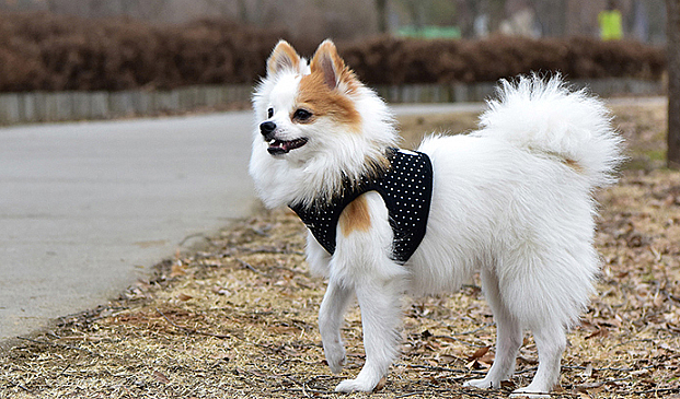 DOTTY HARNESS B PAHA-AH301-BK - 3