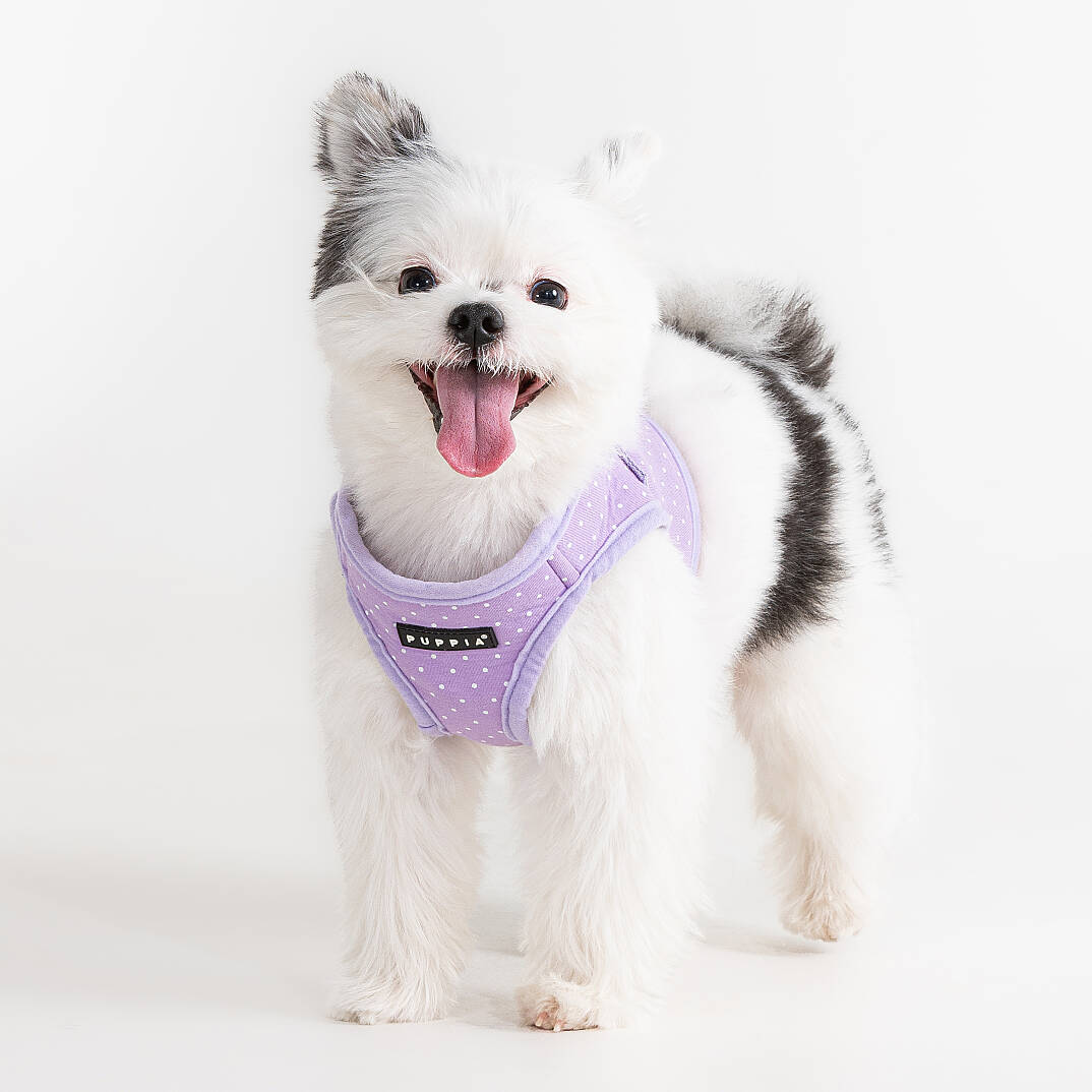 DOTTY HARNESS B / VIOLET - 4