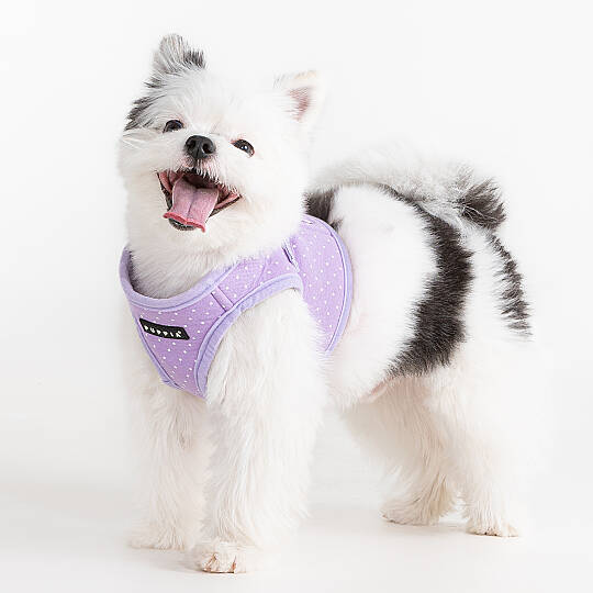 DOTTY HARNESS B / VIOLET - 5