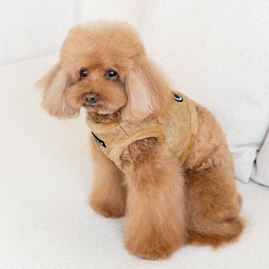 DOUGLAS HARNESS B/BEIGE/PAYD-HB2137-BE - 5
