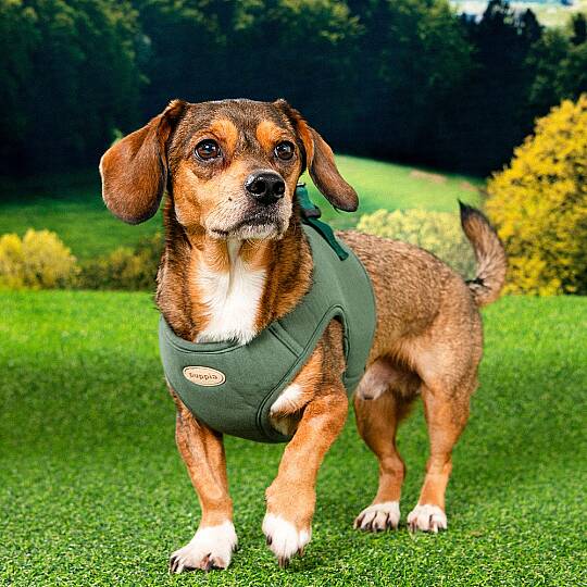ECO TERRA B HARNESS / KHAKI - 3