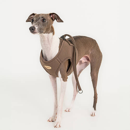 ECO TERRA Q HARNESS / BROWN - 4