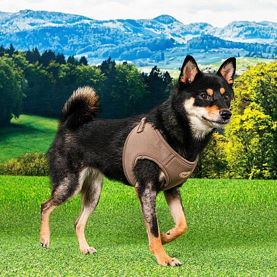 ECO TERRA Q HARNESS / BROWN - 6