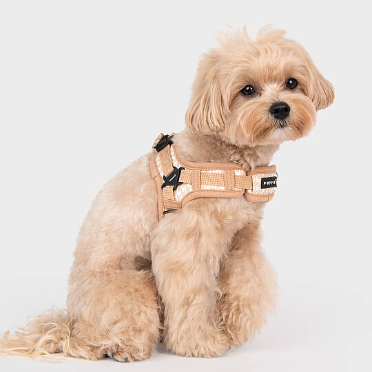 EGON HARNESS X / BEIGE - 8