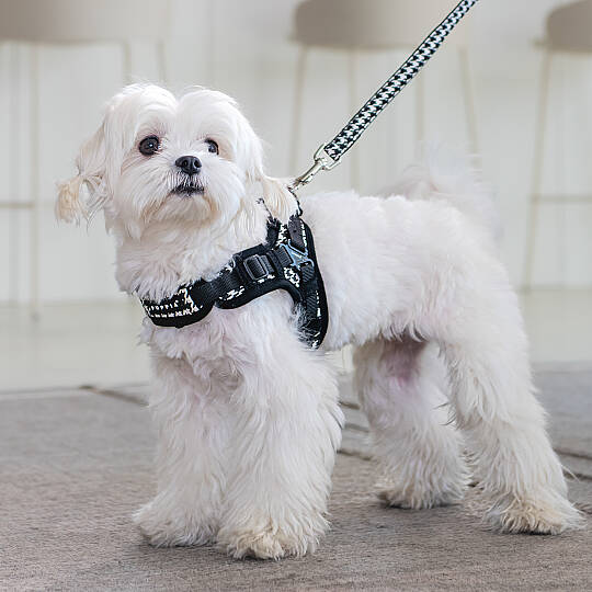 EGON HARNESS X / BLACK - 7