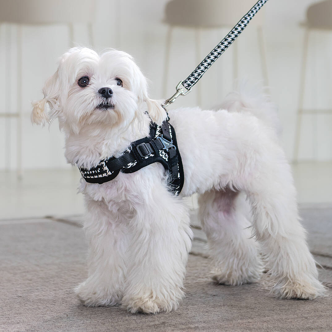 EGON HARNESS X / BLACK - 7
