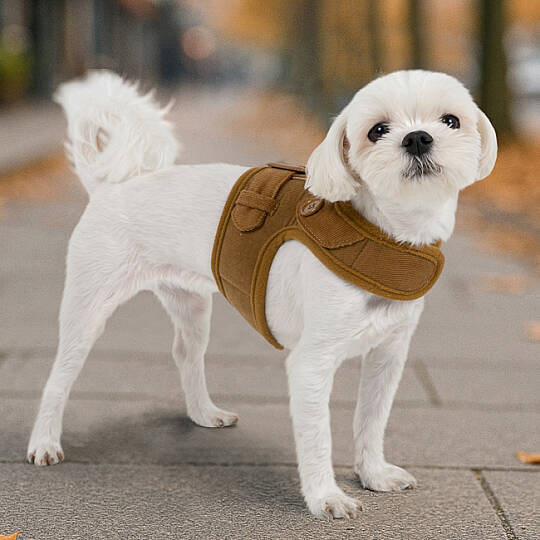 EMMIE PINKA HARNESS/BROWN - 5