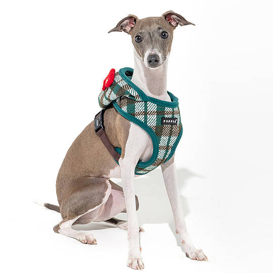 FESTIVE HARNESS A/GREEN/PAYD-HA2139-GR - 6